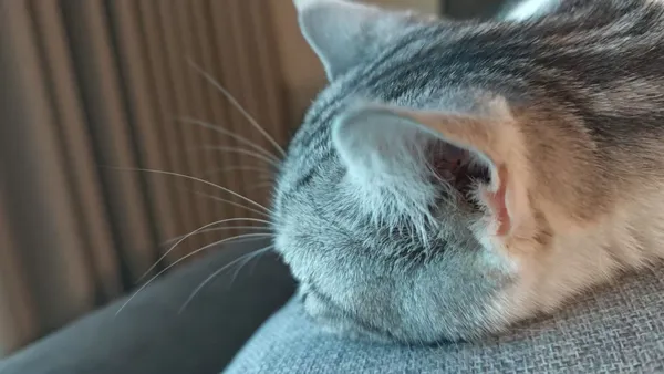 为什么《三体》是最棒的猫科读物