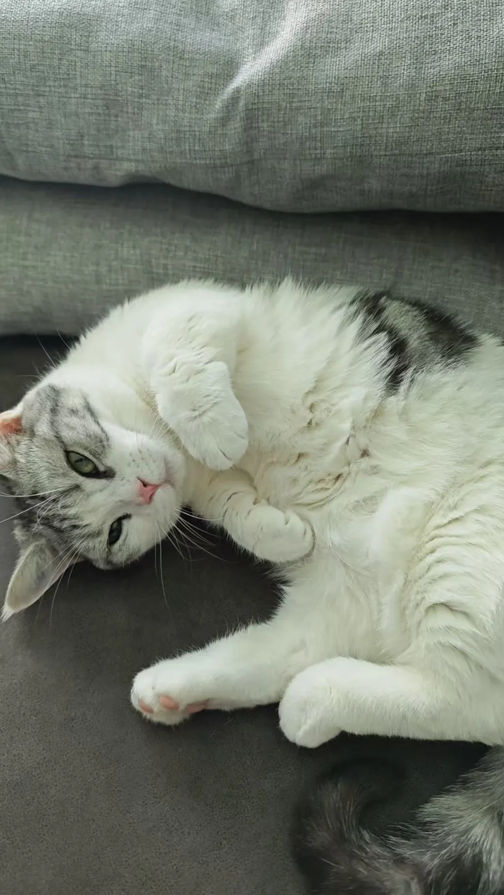 喵工智能革命：从舔毛监控到猫粮“叛变”——AI如何重塑一只家猫的幸福（与烦恼）生活