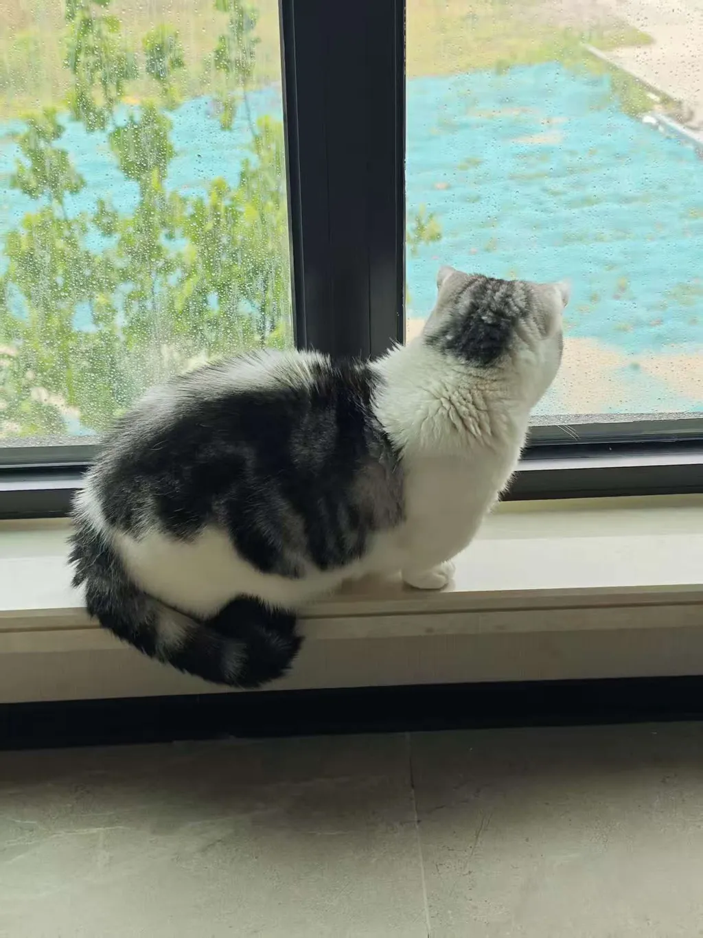 爪垫下的双轨思维：论快思考的猫薄荷与慢思考的小鱼干