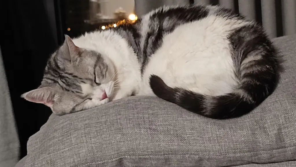 爪爪敲代码：喵星人的编程革命——从乱码到“喵语言”