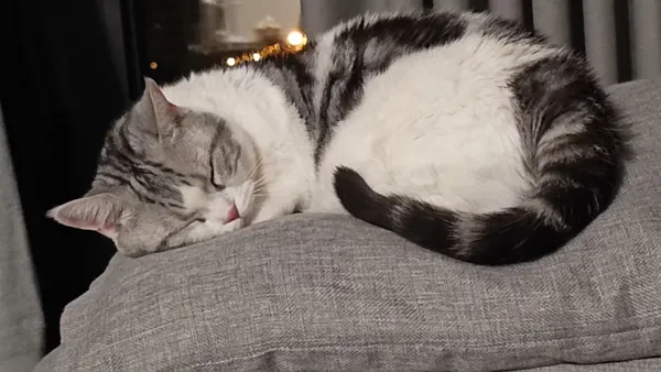 爪爪敲代码：喵星人的编程革命——从乱码到“喵语言”