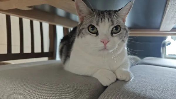 爪间能量站：拆解充电宝的“喵量守恒”与未来充能革命