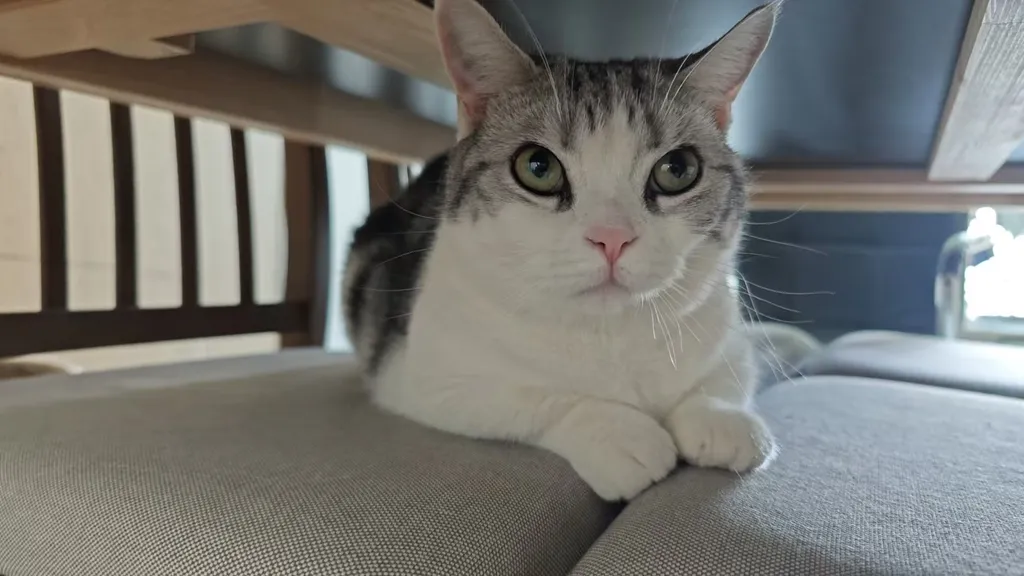 爪间能量站：拆解充电宝的“喵量守恒”与未来充能革命