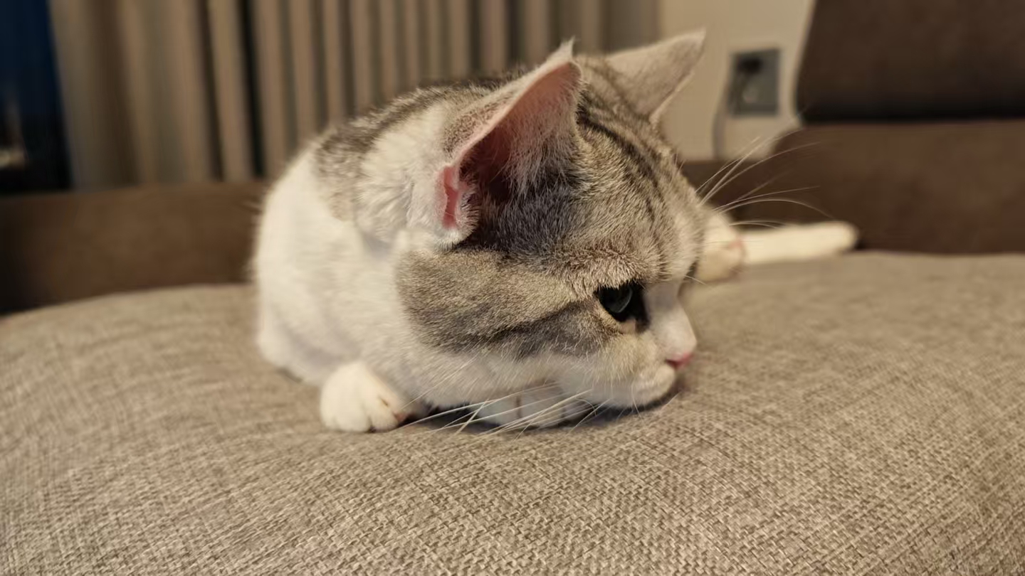 起司的学习日常